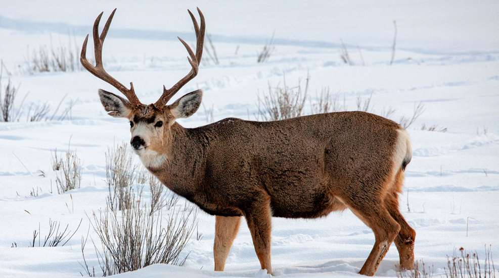 Mule Deer Buck In Snow