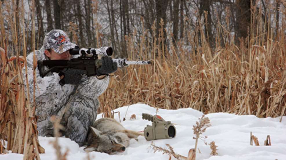 201226145019-coyote_hunting_in_winter_home.jpg
