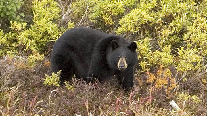 Black bear in landscape