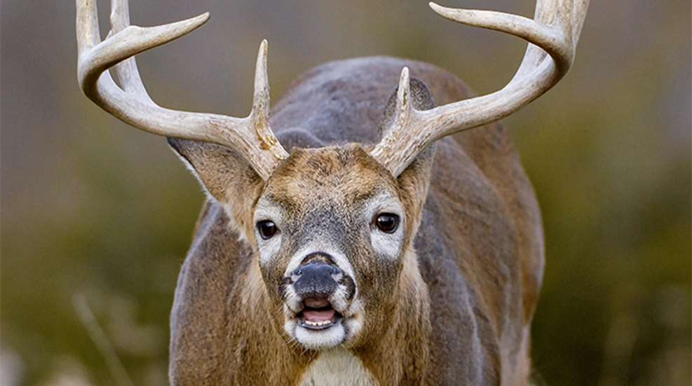 timing-the-whitetail-rut_lead.jpg