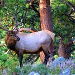 Young Bull Elk G6e6120354 1920