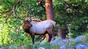 Young Bull Elk G6e6120354 1920