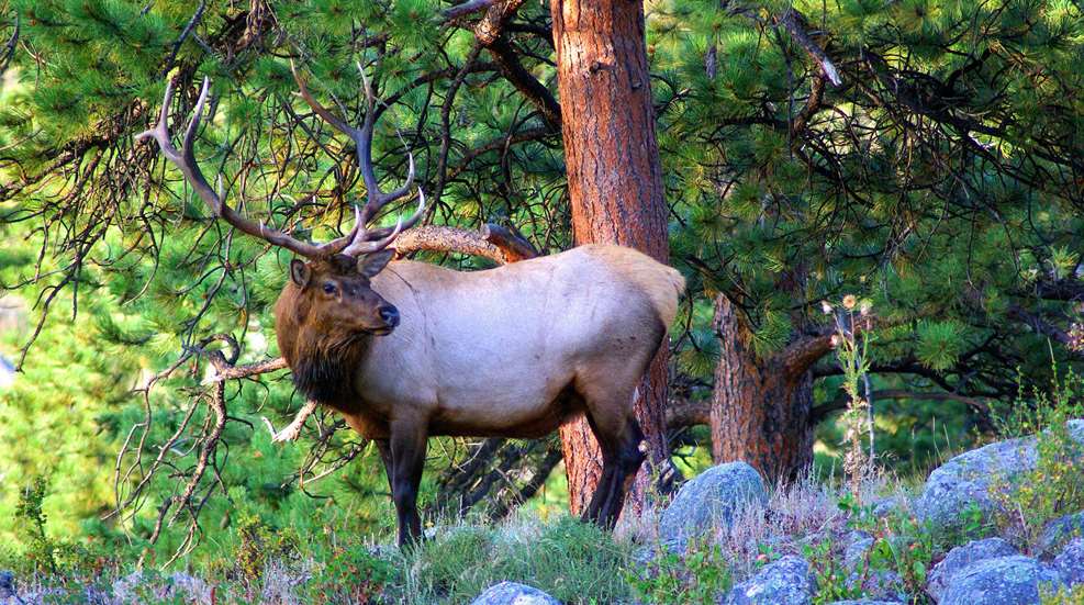 Young Bull Elk G6e6120354 1920