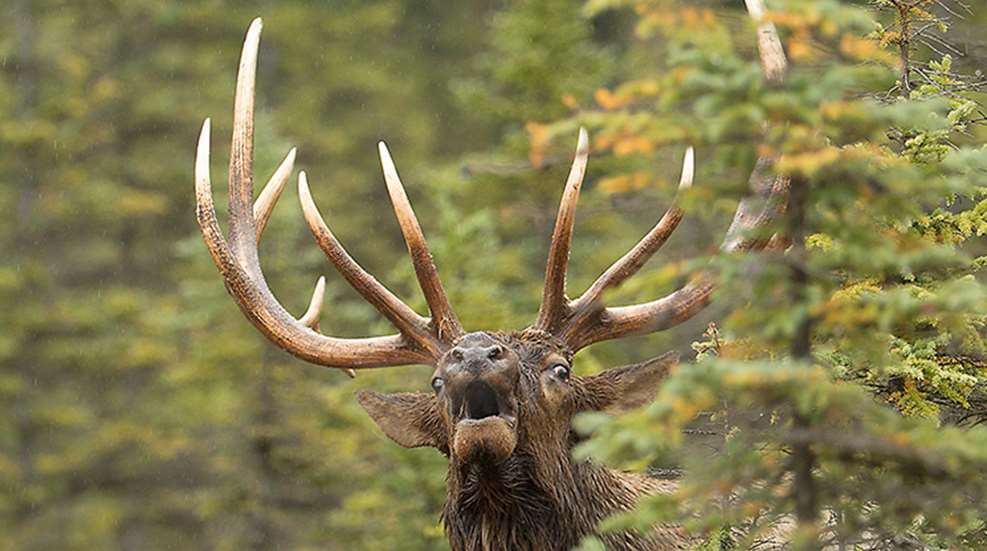 put_sneak_on_elk_f.jpg