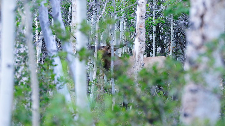 Bull Elk in Thick Timber