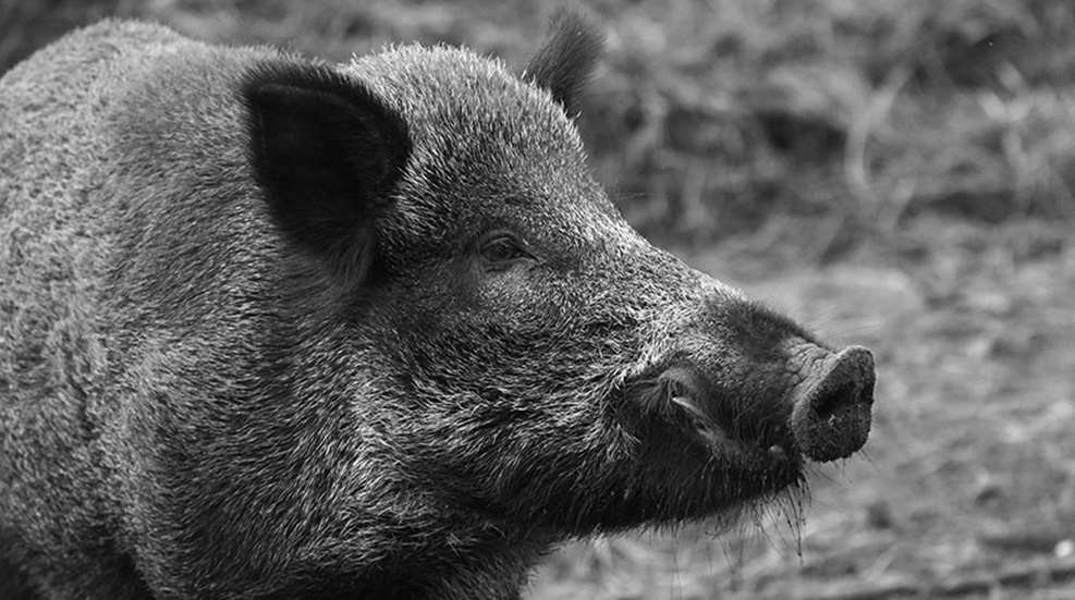 feralhog1.jpg