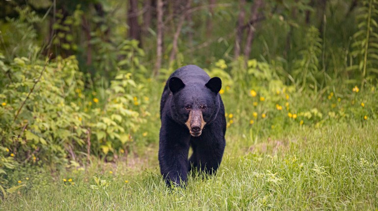 Arizona Bear Attack Necropsy | An Official Journal Of The NRA