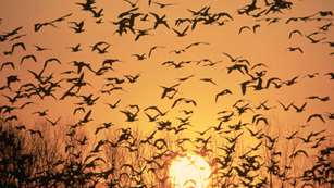 Ledeavian Influenza