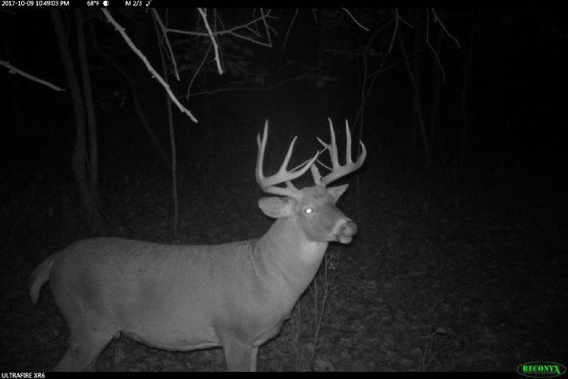 Trailcam photo with Data