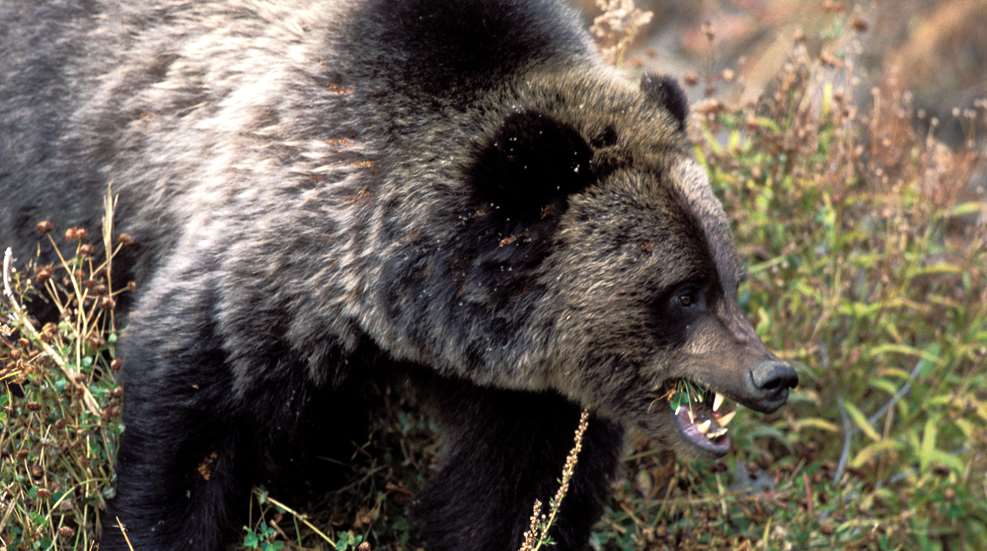 1-7-1-15415-grizzly-bear-michael-h-francis.jpg