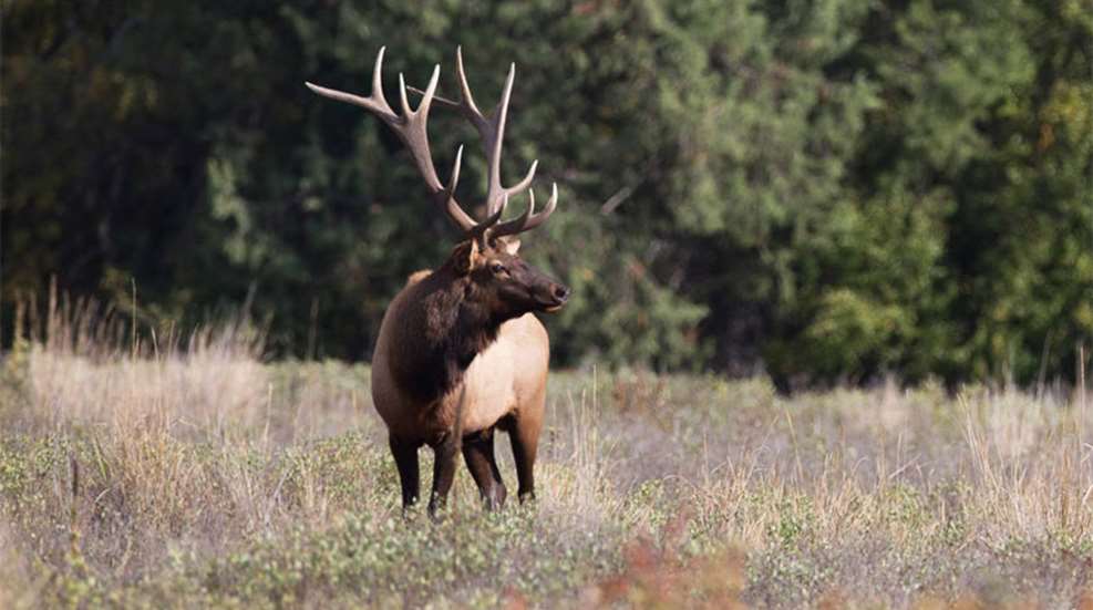 bowhuntingelk_lead.jpg