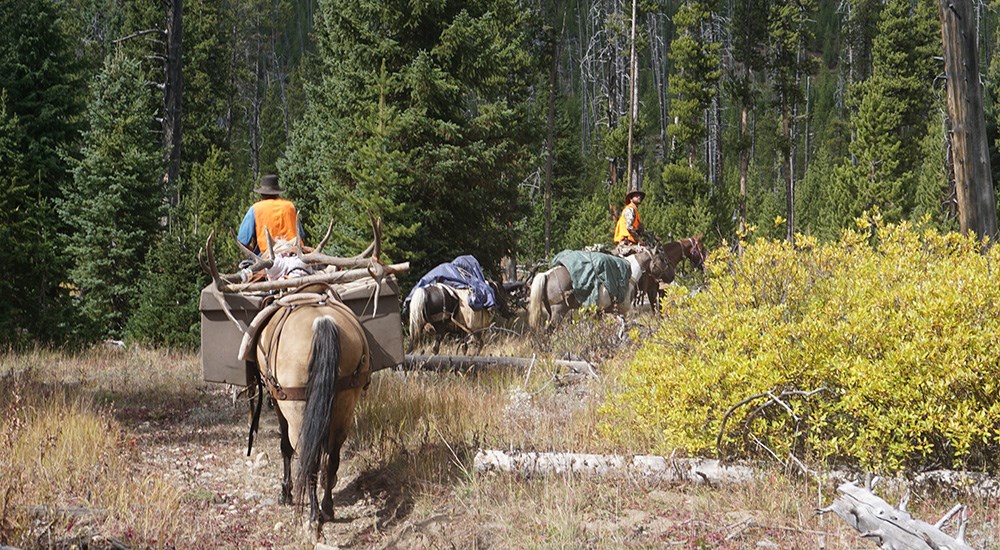 Hunters on mules packing out elk.