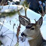 Mule Deer In Yellowstone