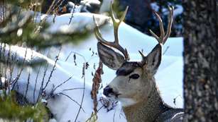 Mule Deer In Yellowstone