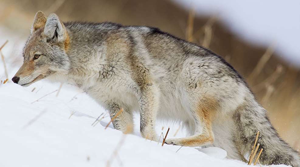 curiousity_kills_the_coyote_f.jpg
