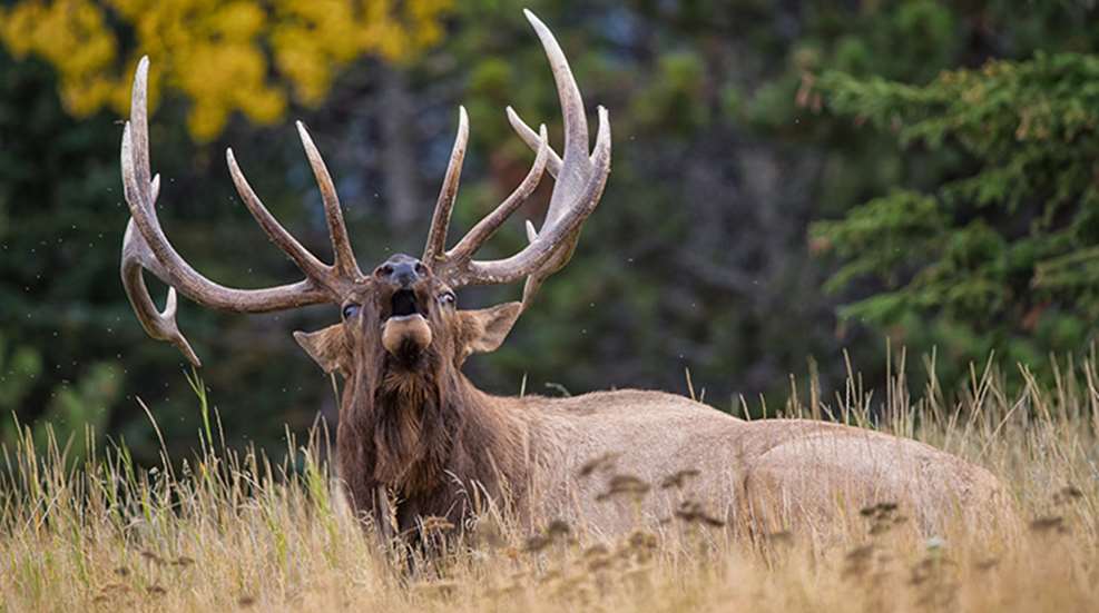 elk_here_there_f.jpg