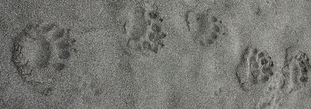 Black bear footprints on sand.