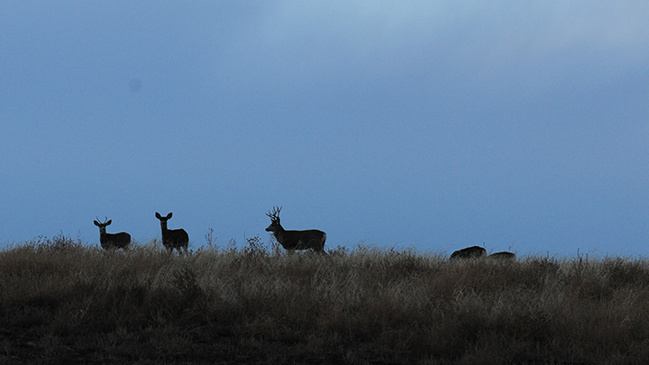 Mule Deer on Skyline