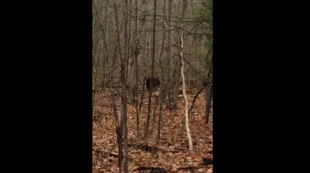 theivingbear_lead.png