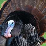 6-strategies-for-hunting-silent-gobblers_lead.jpg