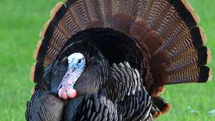 6-strategies-for-hunting-silent-gobblers_lead.jpg
