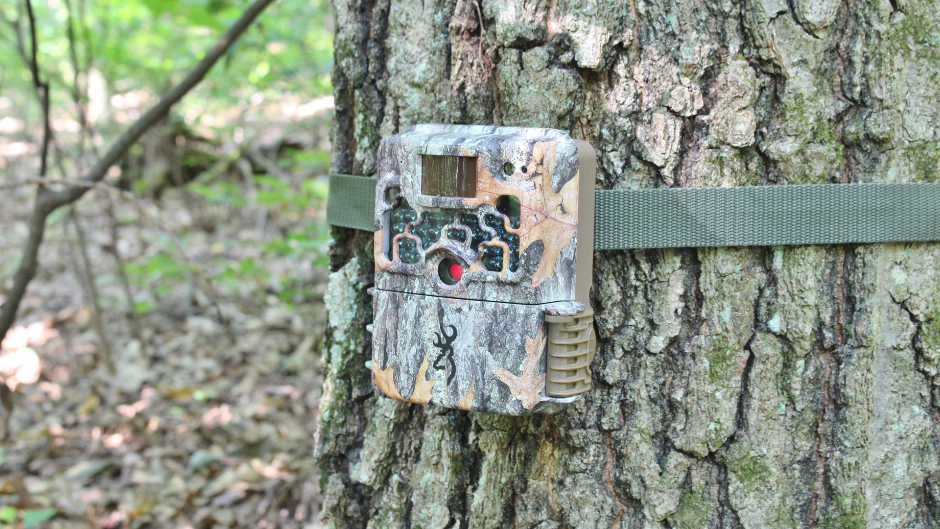 Browning trail camera on tree