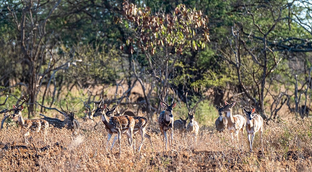 Axis deer on Molokai.