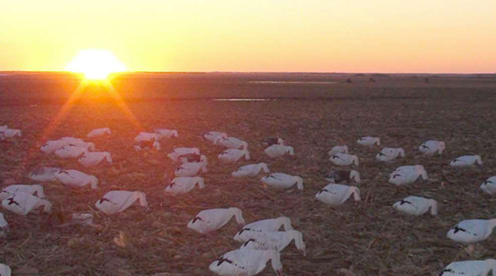 snowgeese.jpg