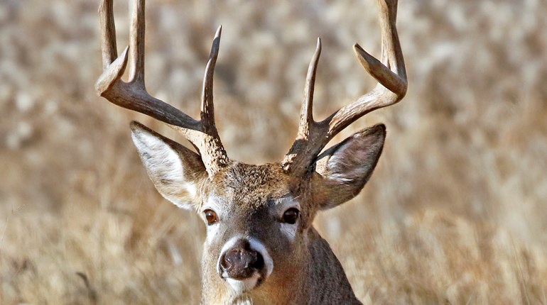Ultimate Hunting for North American Big Game IV