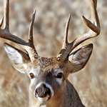 Texas Four Step Lead