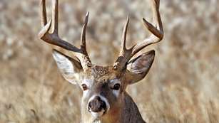 Texas Four Step Lead