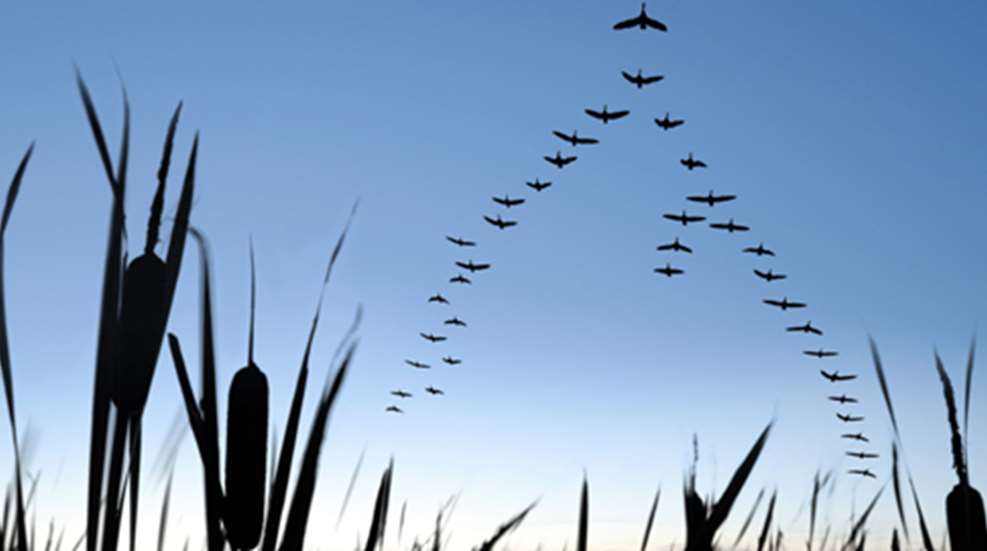 20111115102442-waterfowlersworld_f.jpg