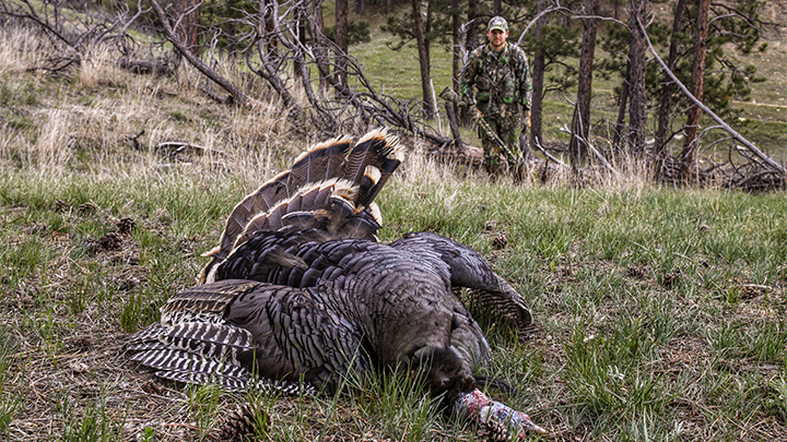 Turkey hunter walking up to turkey on the ground