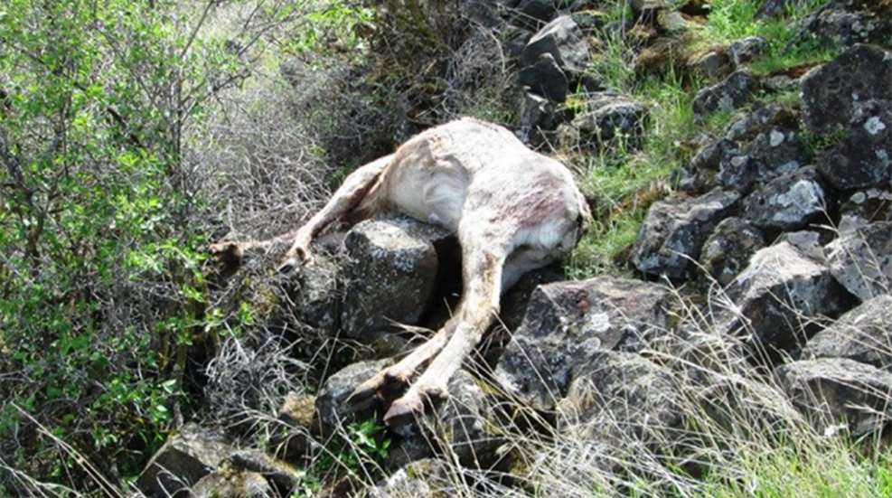 oregon_bighorn_1.jpg