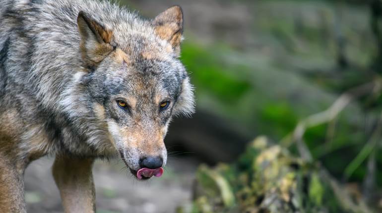 Delisting of Wolves Addressed by President Trump | An Official Journal Of The NRA