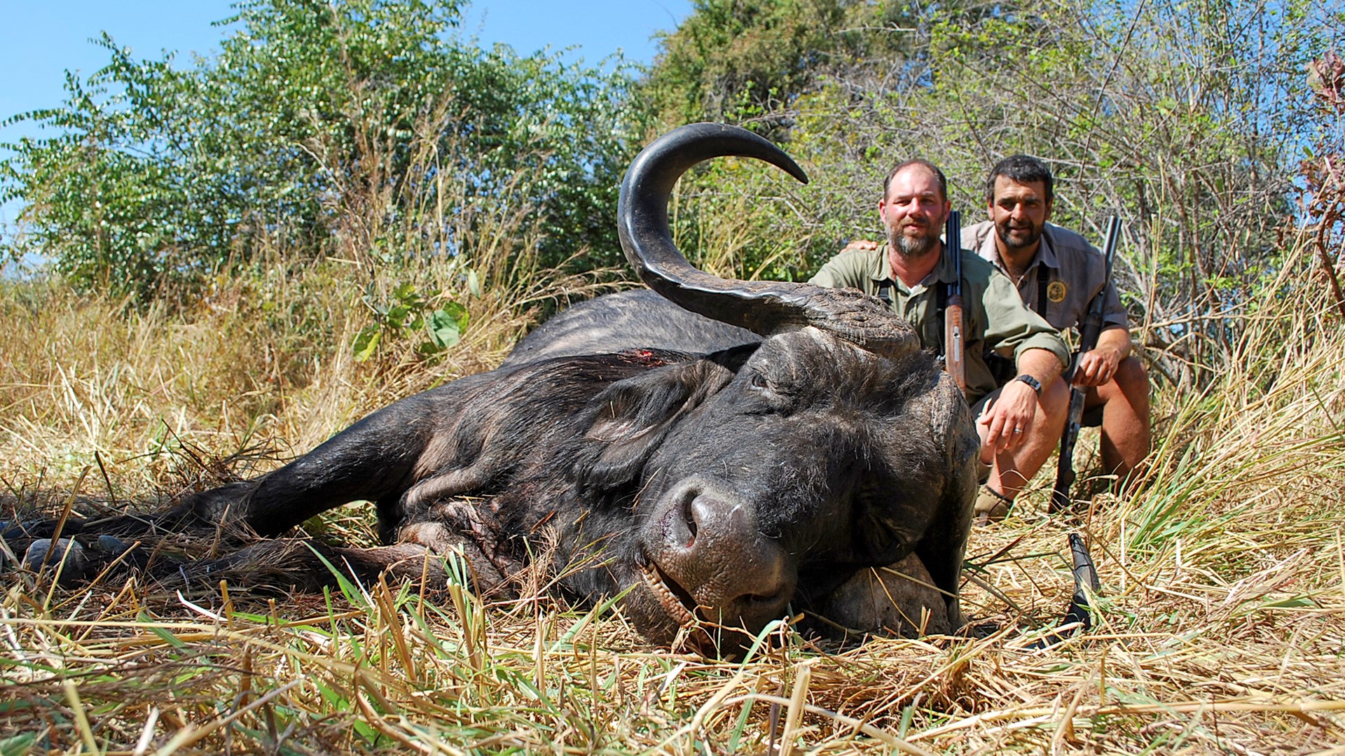 Buffalo Down