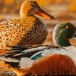 MAIN 2022 Oregon Waterfowl Stamp Winner