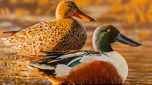 MAIN 2022 Oregon Waterfowl Stamp Winner