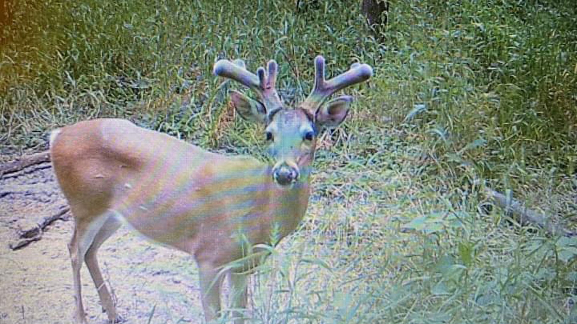 Springtime buck in velvet on cam