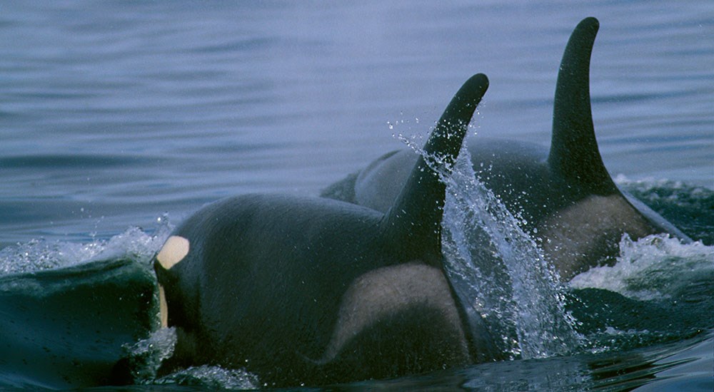 Killer Whale Fins emerging from water