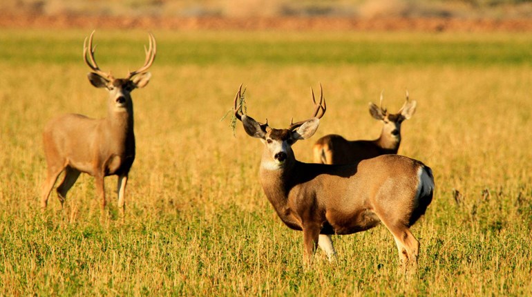 Walmart Renews 10-Year Conservation Agreement | An Official Journal Of The NRA