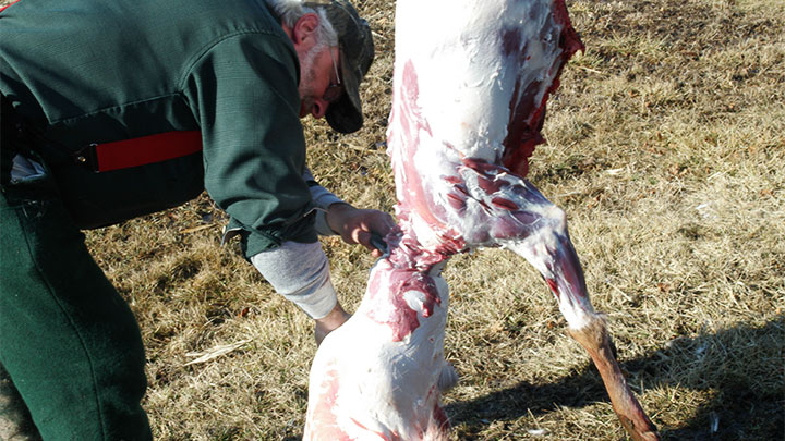 Pulling down on the deer hide will free large sections, particularly if the deer is still warm.