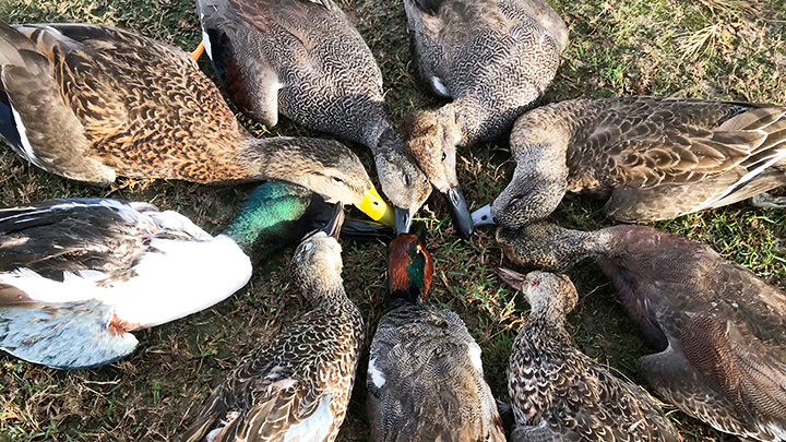 Cinnamon teal, wigeon, pintail and Mexican mallard ducks in Obregon, Mexico