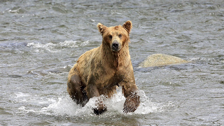 Brown bear running through water in Alaska