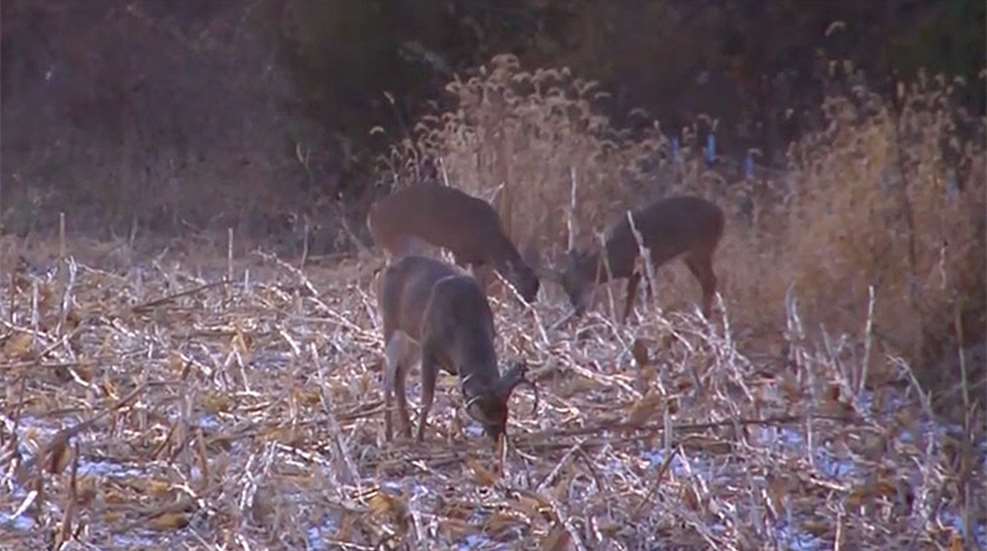 winke_whitetail_entry_exit.jpg