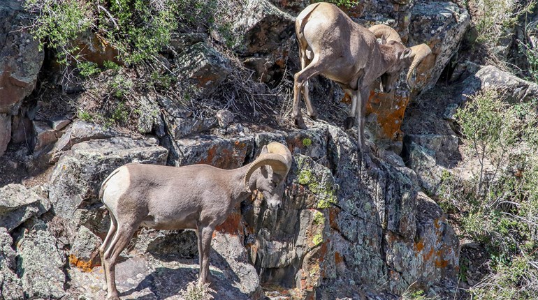 Copper Mine Helps Boost Arizona’s Bighorn Population | An Official Journal Of The NRA