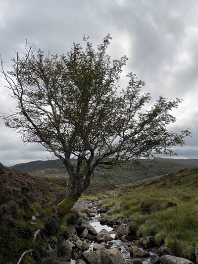 A Rowan tree grew on the side of the burn that took the author into the highlands. Scottish superstition says such trees protect believers from witches and spells.