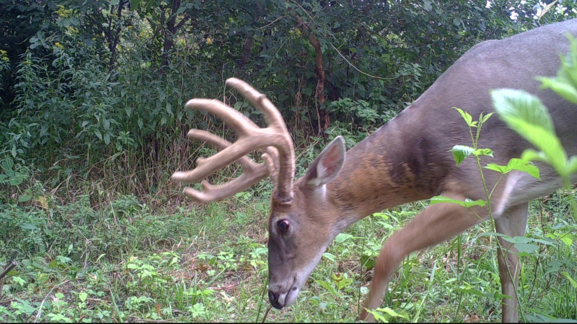 Buck In Velvet Lede