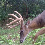 Tips for the Deer Season Opener | An Official Journal Of The NRA