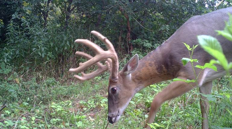 Tips for the Deer Season Opener | An Official Journal Of The NRA